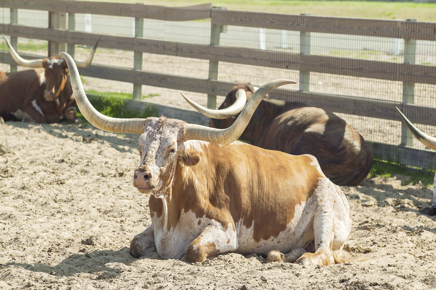 Interstate 35｜500万頭のロングホーンが移動したテキサスのカウボーイ