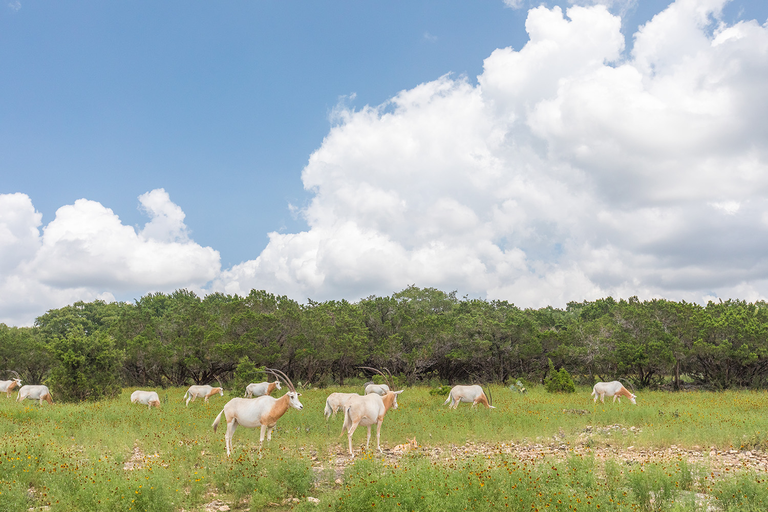 Natural Bridge Wildlife Ranch｜広さ東京ドーム35個分。テキサス